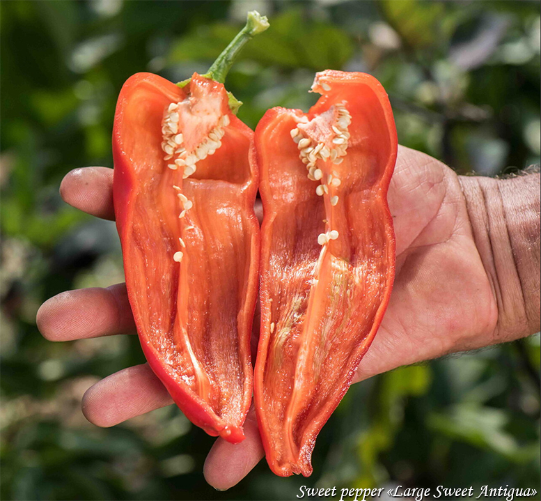 Paprika "Large Sweet Antigua"